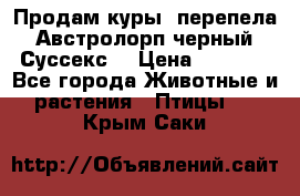 Продам куры, перепела. Австролорп черный. Суссекс. › Цена ­ 1 500 - Все города Животные и растения » Птицы   . Крым,Саки